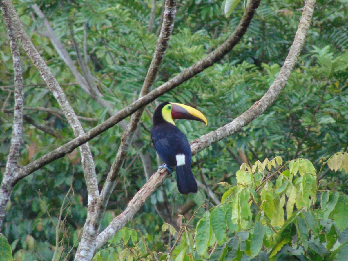 Hacienda Mil Bellezas - Private 40Ha Jungle Reserve Quepos Buitenkant foto